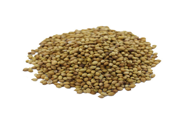 coriander seeds1