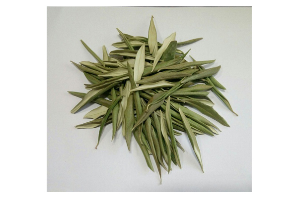 olive leaves1